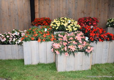 En de nieuwe Florencia die sinds dit jaar met vijf kleuren op de markt is. Eerst was deze er alleen in het oranje maar nu is hij er ook in het wit, roze, geel en rood.